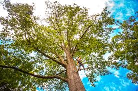 Best Palm Tree Trimming  in Swainsboro, GA