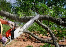 Best Tree and Shrub Care  in Swainsboro, GA