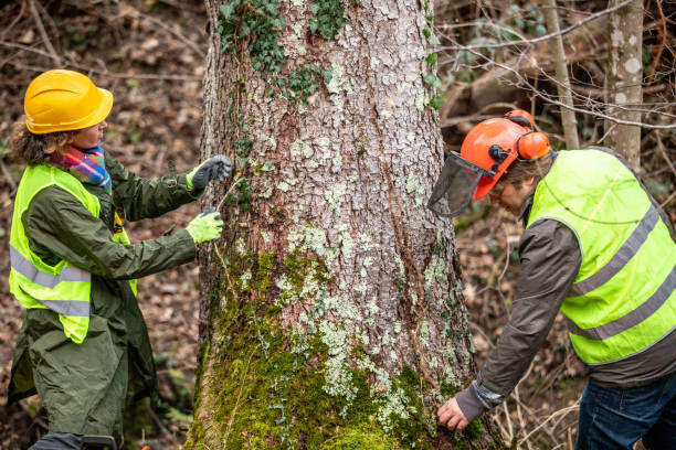 Best Tree Risk Assessment  in Swainsboro, GA
