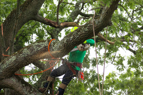 Best Arborist Consultation Services  in Swainsboro, GA