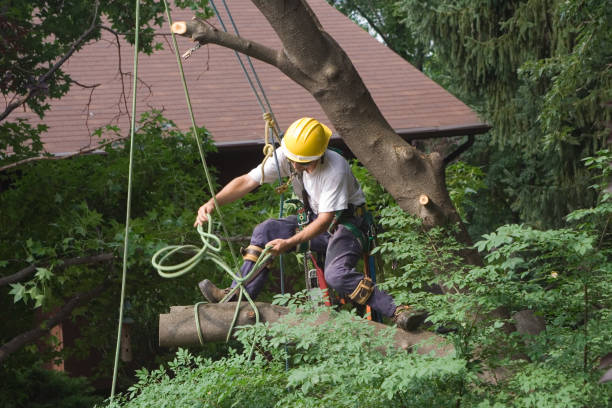 Best Tree Maintenance Programs  in Swainsboro, GA