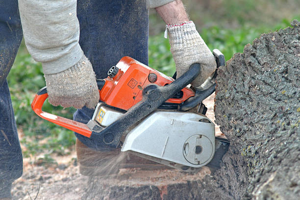 Best Soil Testing and Treatment  in Swainsboro, GA