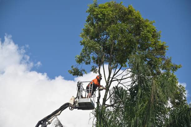  Swainsboro, GA Tree Care Pros