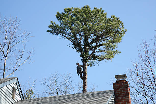 Best Lawn Renovation and Restoration  in Swainsboro, GA