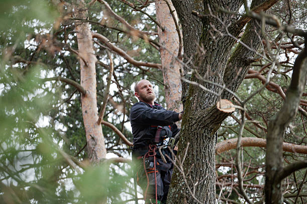 How Our Tree Care Process Works  in  Swainsboro, GA